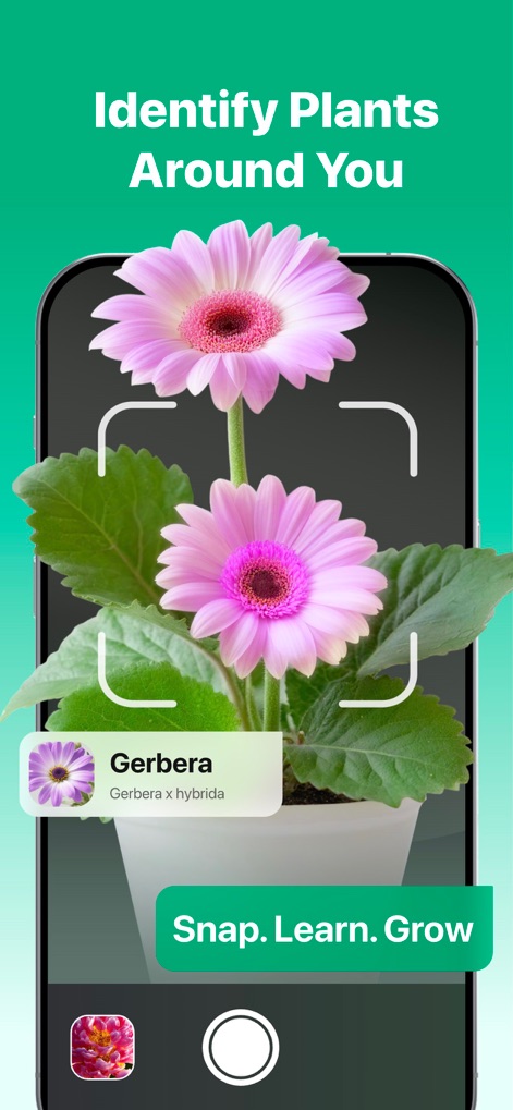 PlantLush: Plant ID & Care Pro - Nutzer können Pflanzen in ihrer Umgebung identifizieren, was durch den Scanrahmen um eine rosafarbene Gerbera und das sofortige Identifikations-Pop-up demonstriert wird.