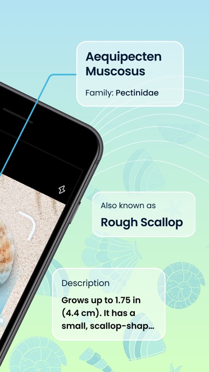 Sea Shell Identifier & Guide