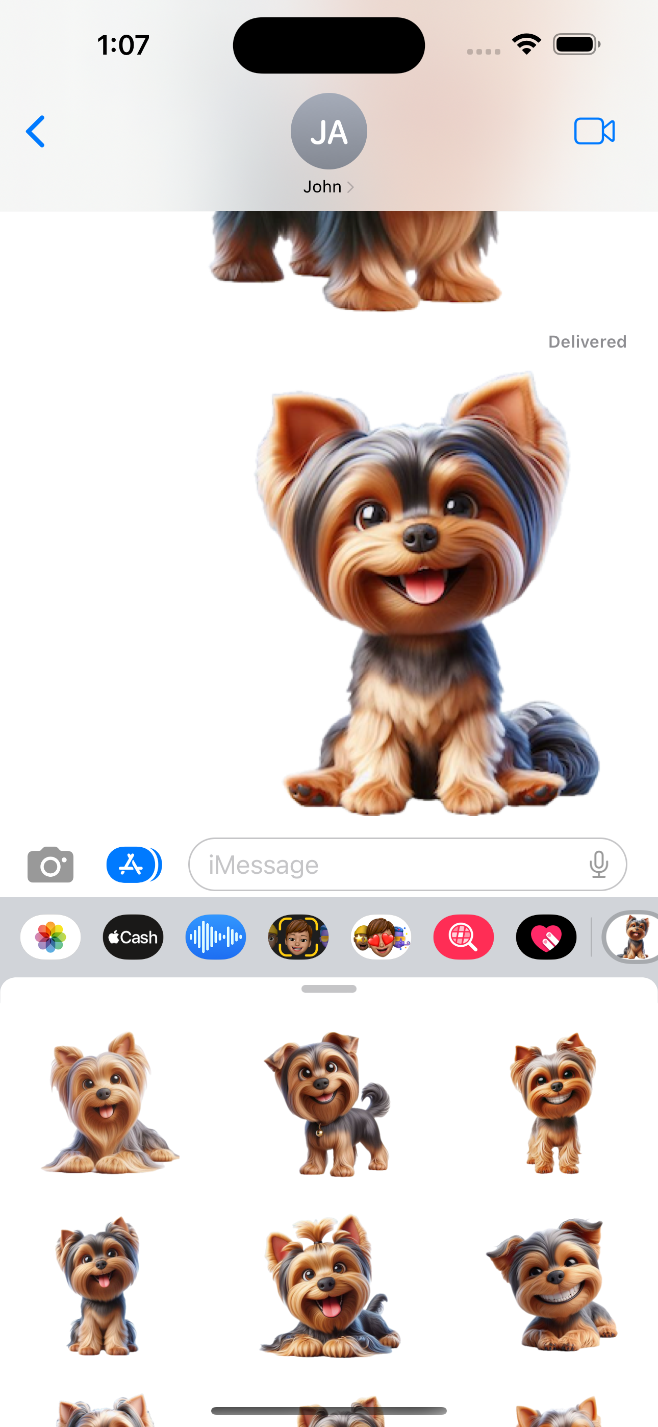 Happy Yorkshire Terrier