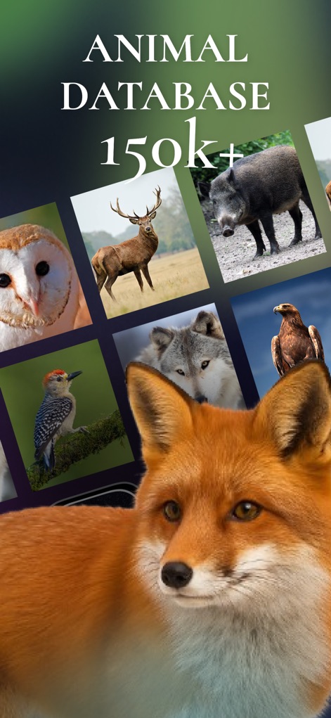Animal Sound Identifier - Education App | MWM