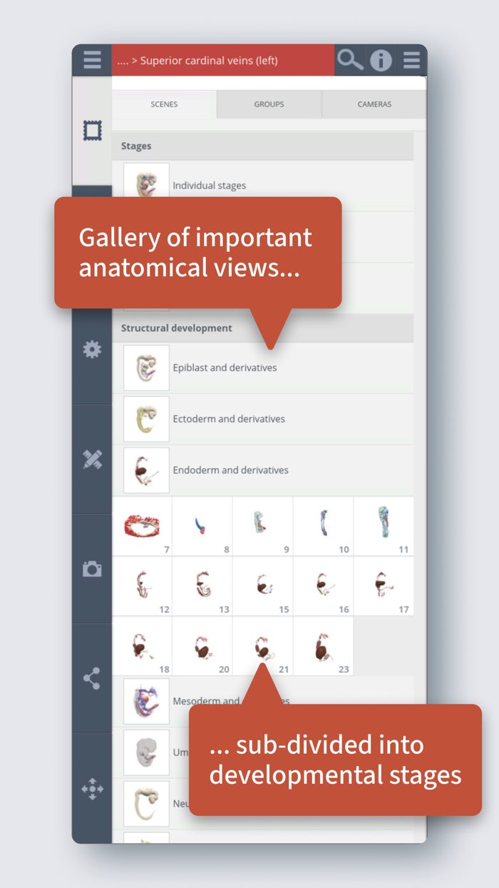 Primals 3D Embryology
