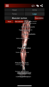 Muscular System 3D (anatomy) screenshot