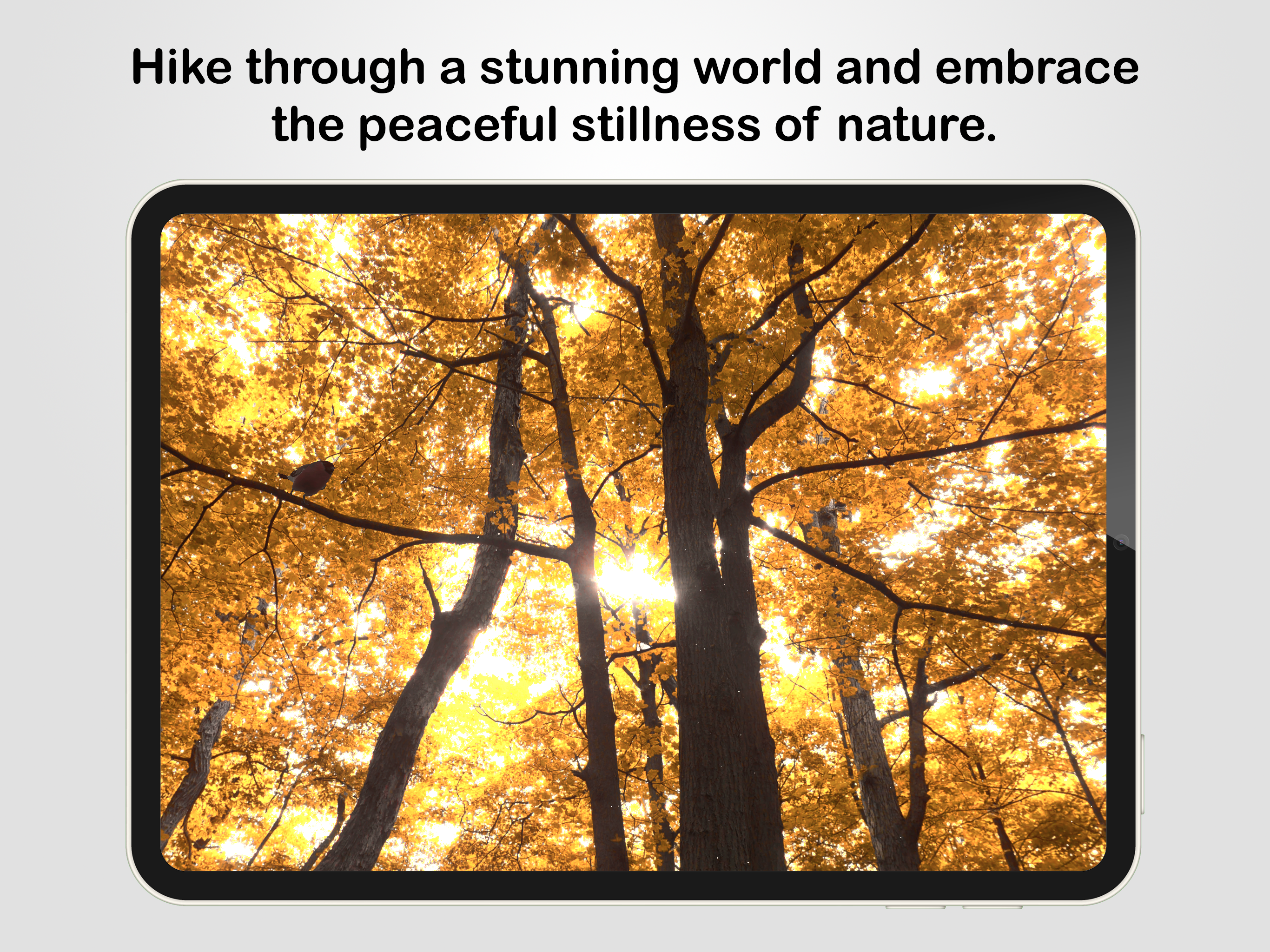 Wanderness