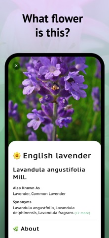 Wildflower identification screenshot