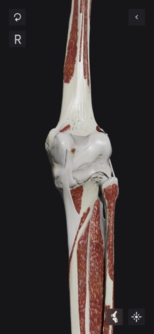 Knee Biomechanics screenshot
