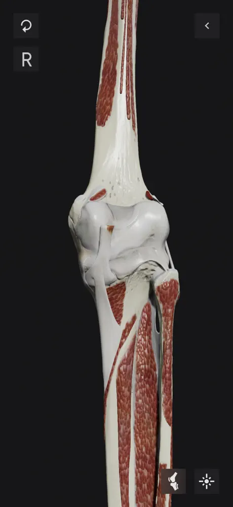 Knee Biomechanics screenshot 3