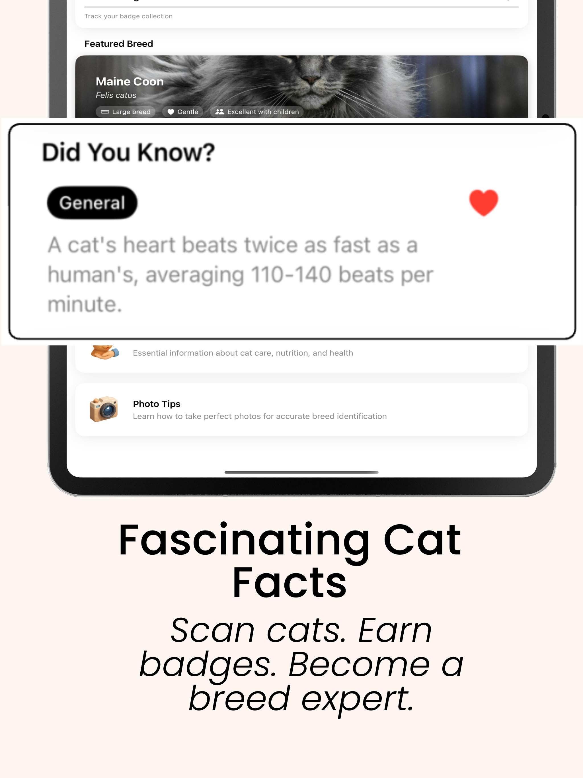 Cat Breed Identifier: Catastic