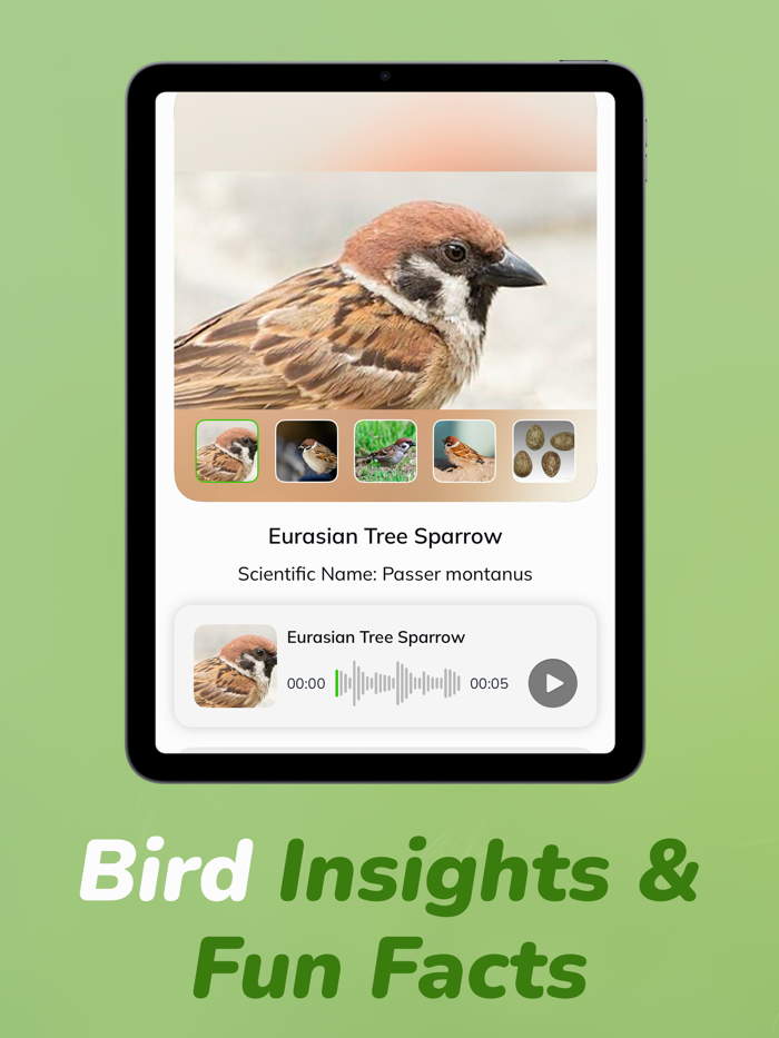 Bird Identifier Bird Sounds