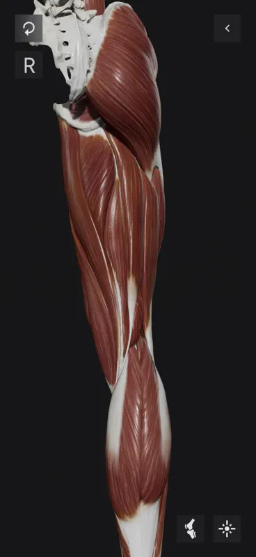 Knee Biomechanics screenshot 9 of 10
