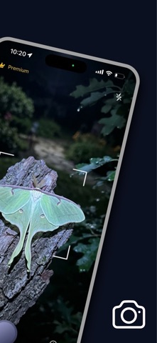 Moth Identifier: AI Insect ID Screenshot 2 of 5