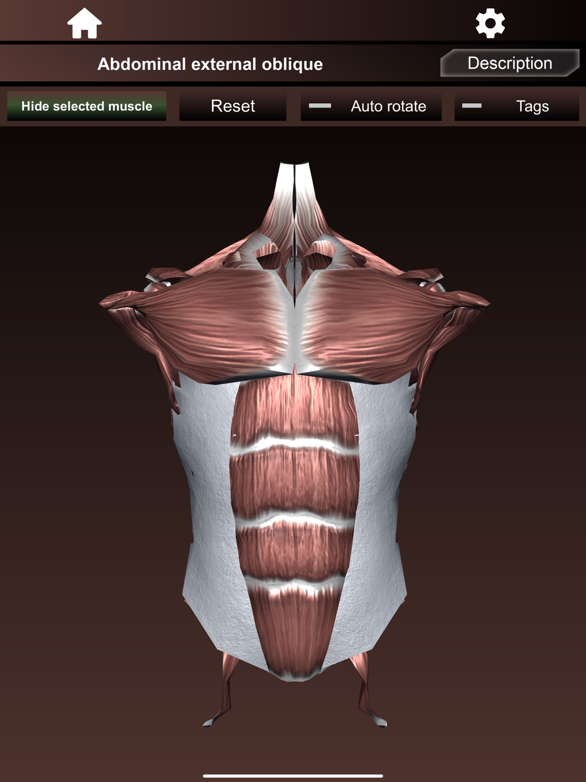 Muscular System 3D (anatomy) ipad screenshot 4