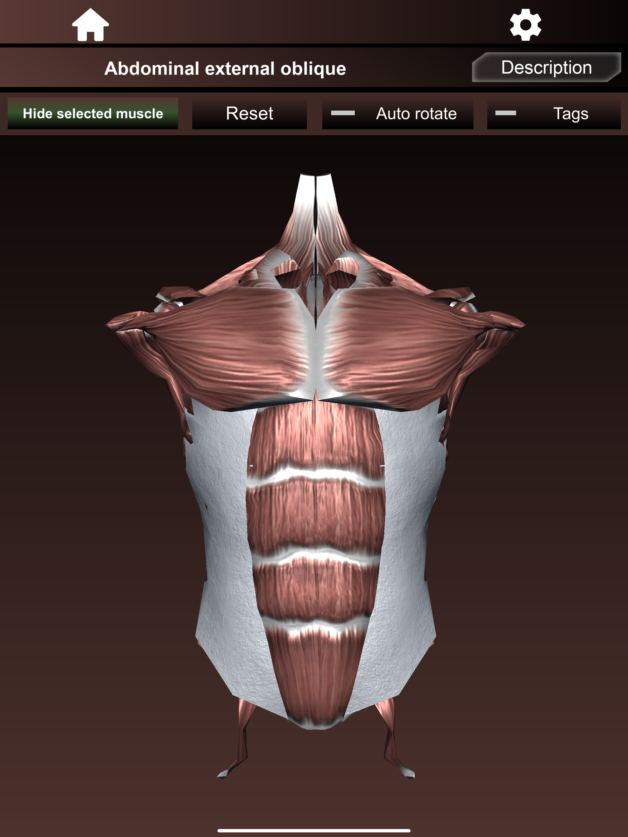 Muscular System 3D (anatomy)