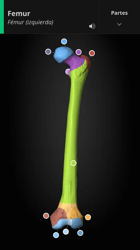 Anatomyka screenshot 6 of 10