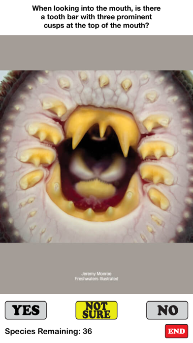 Fish Sorter Screenshot