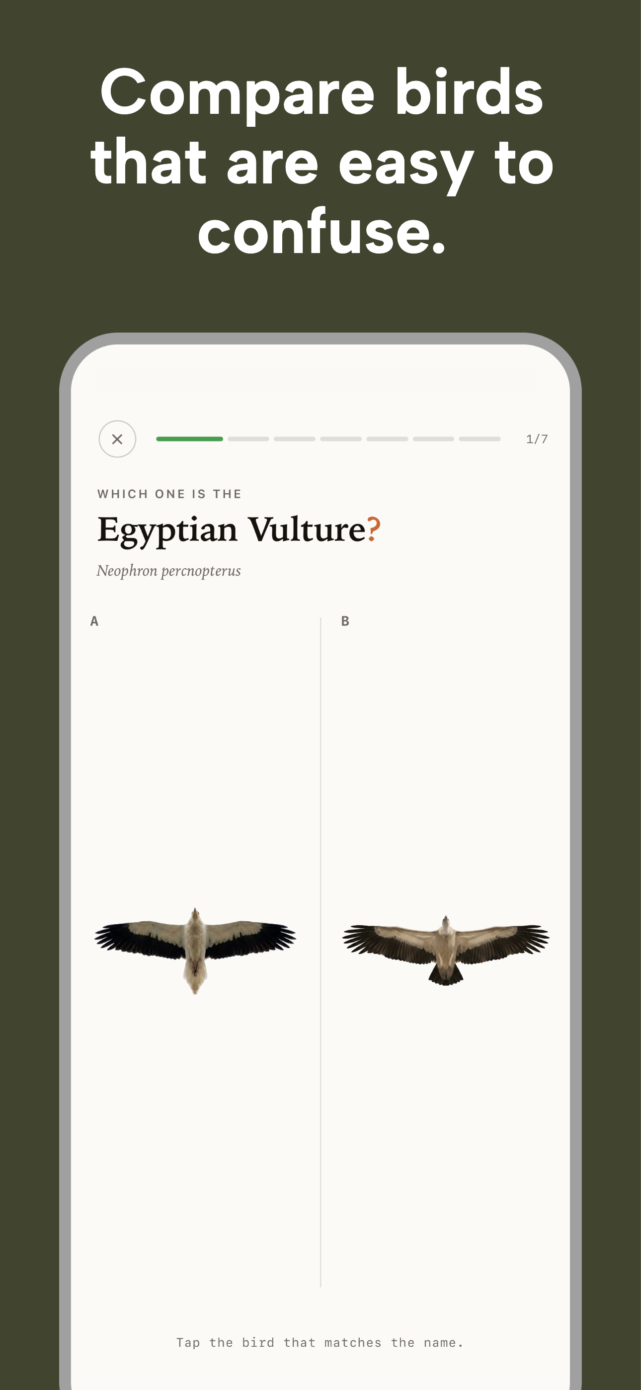 Nestling - Learn Birdwatching screenshot 4