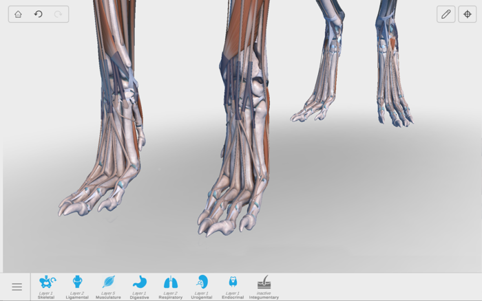 Complete Canine Anatomy 3D