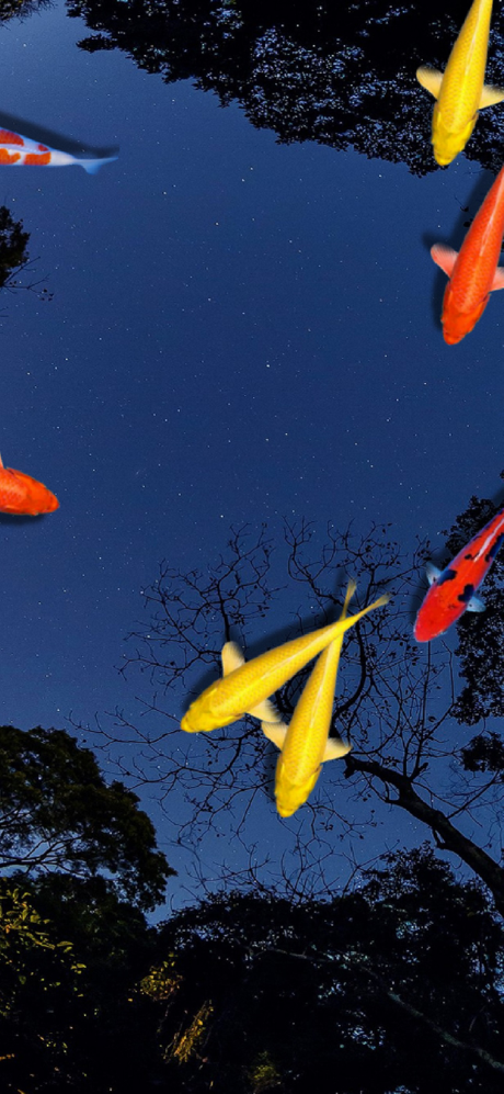 Pond Koi screenshot 1