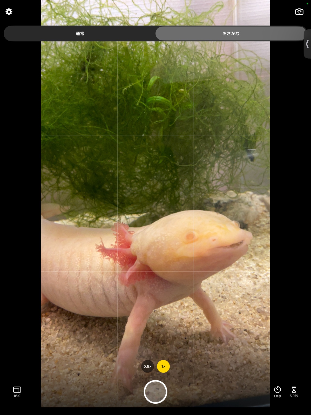 Screenshot 4 of Daily-Snap