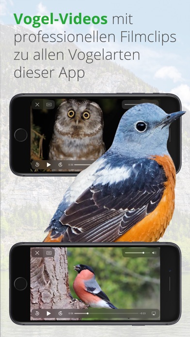 Vögel in Österreich Screenshot