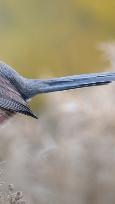 Merlin Bird ID by Cornell Lab iPhone app afbeelding 3