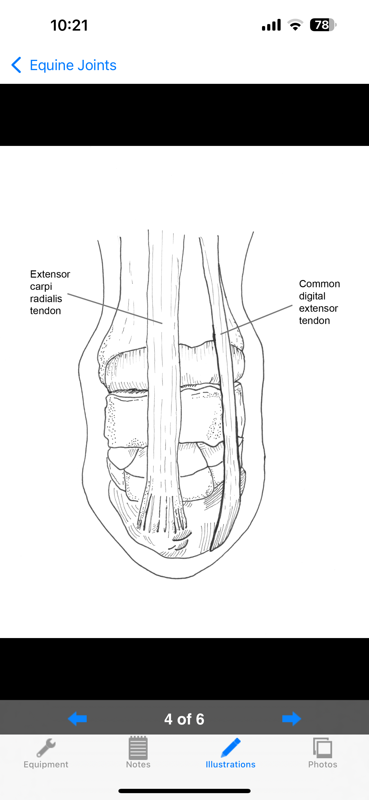 BEVA Equine Joint Injections