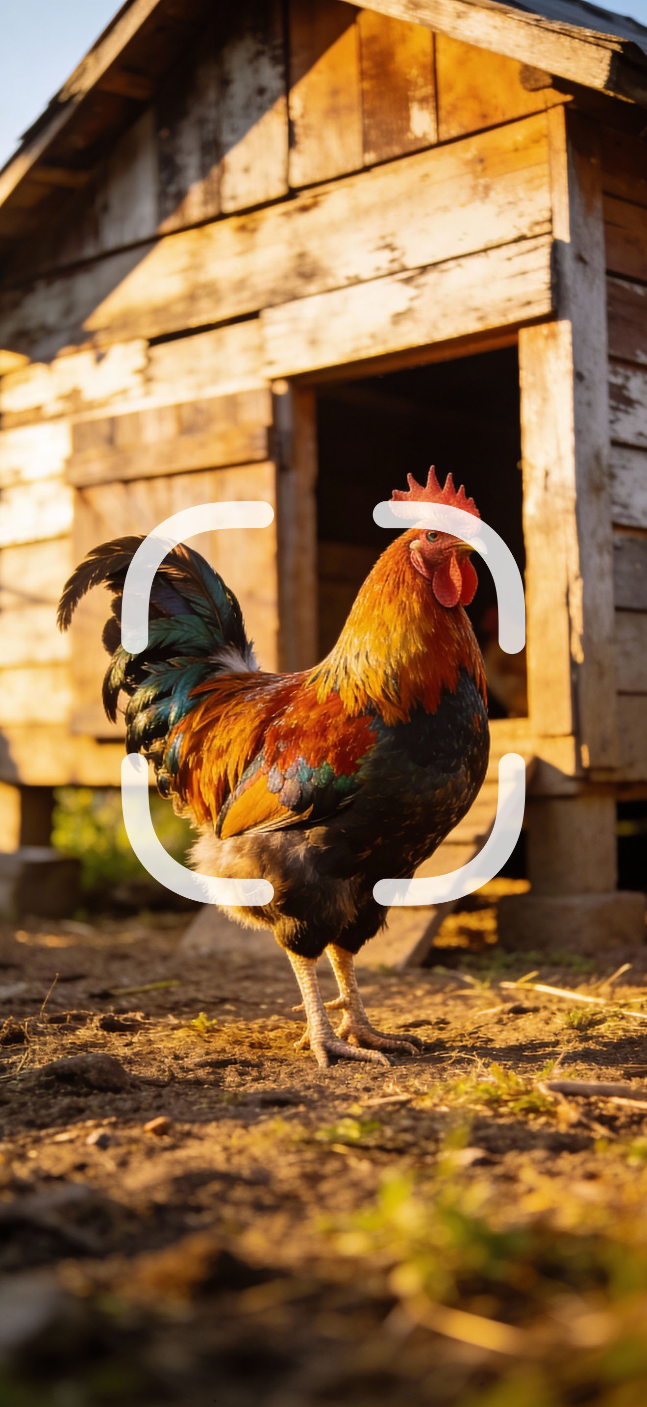 https://is1-ssl.mzstatic.com/image/thumb/PurpleSource211/v4/7b/b3/ce/7bb3ce9b-9fca-5787-9542-f89a221bf514/chicken_identifier_3.jpg/1320x2868.png