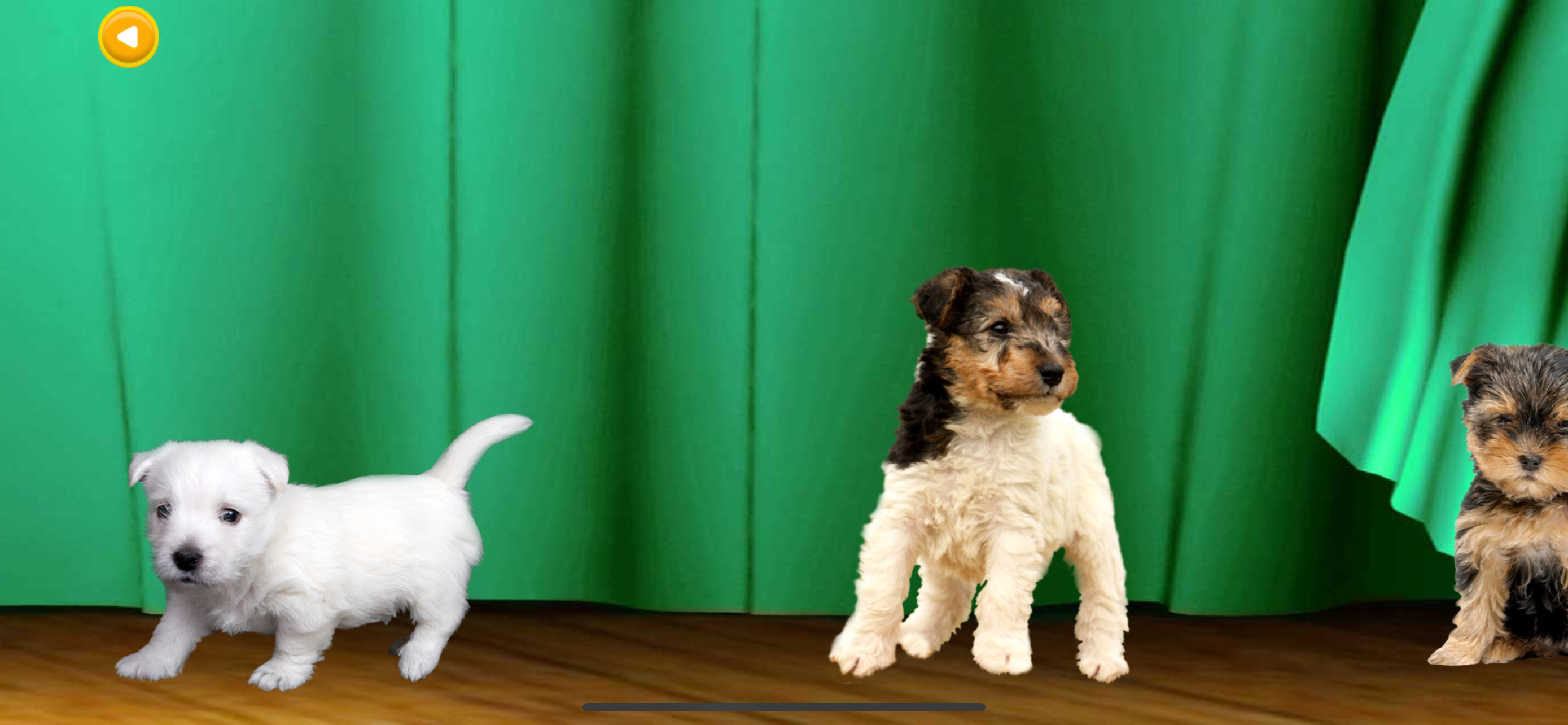Hundeausstellung 360