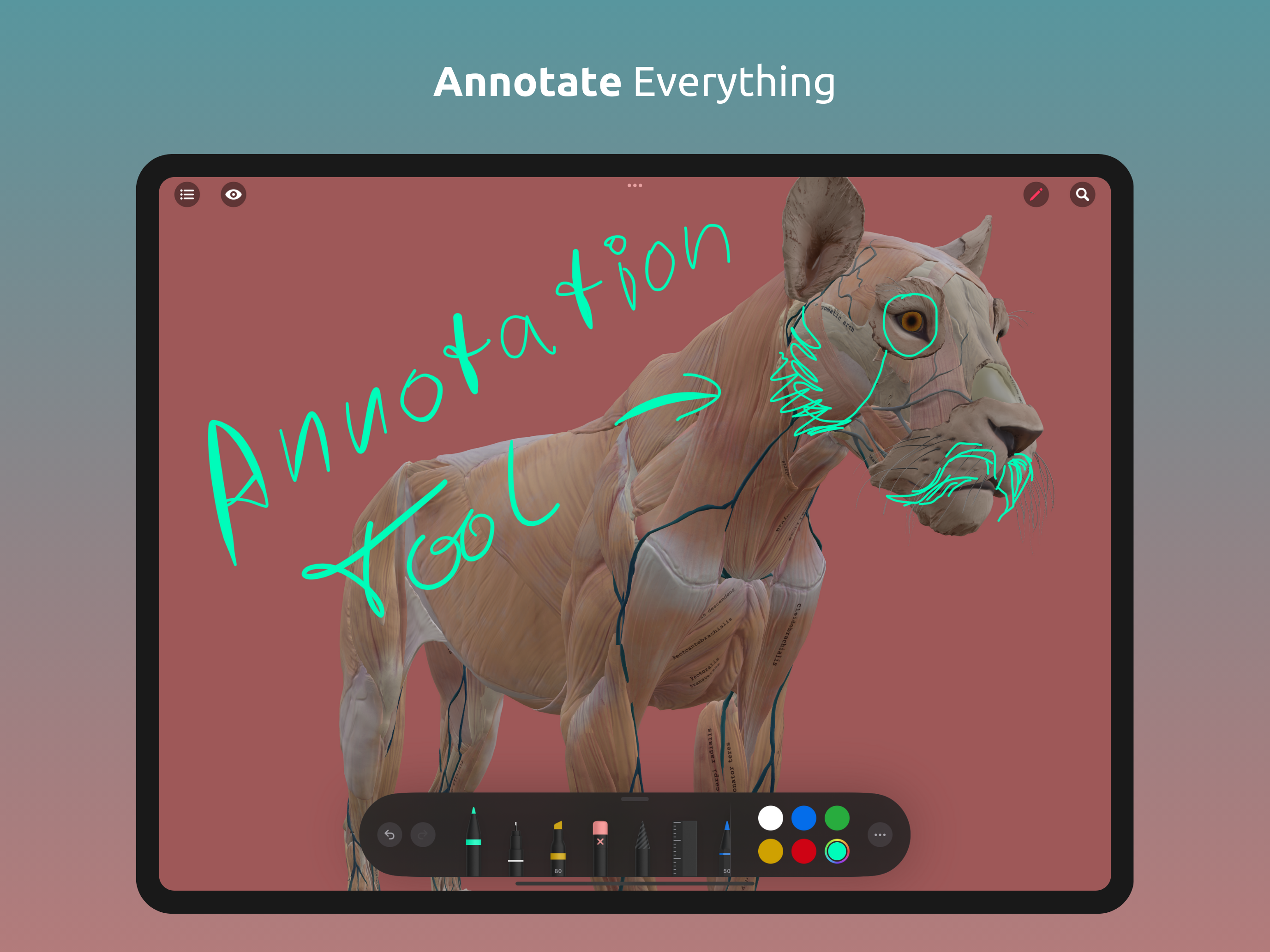 Lion Anatomy for Artists screenshot 10