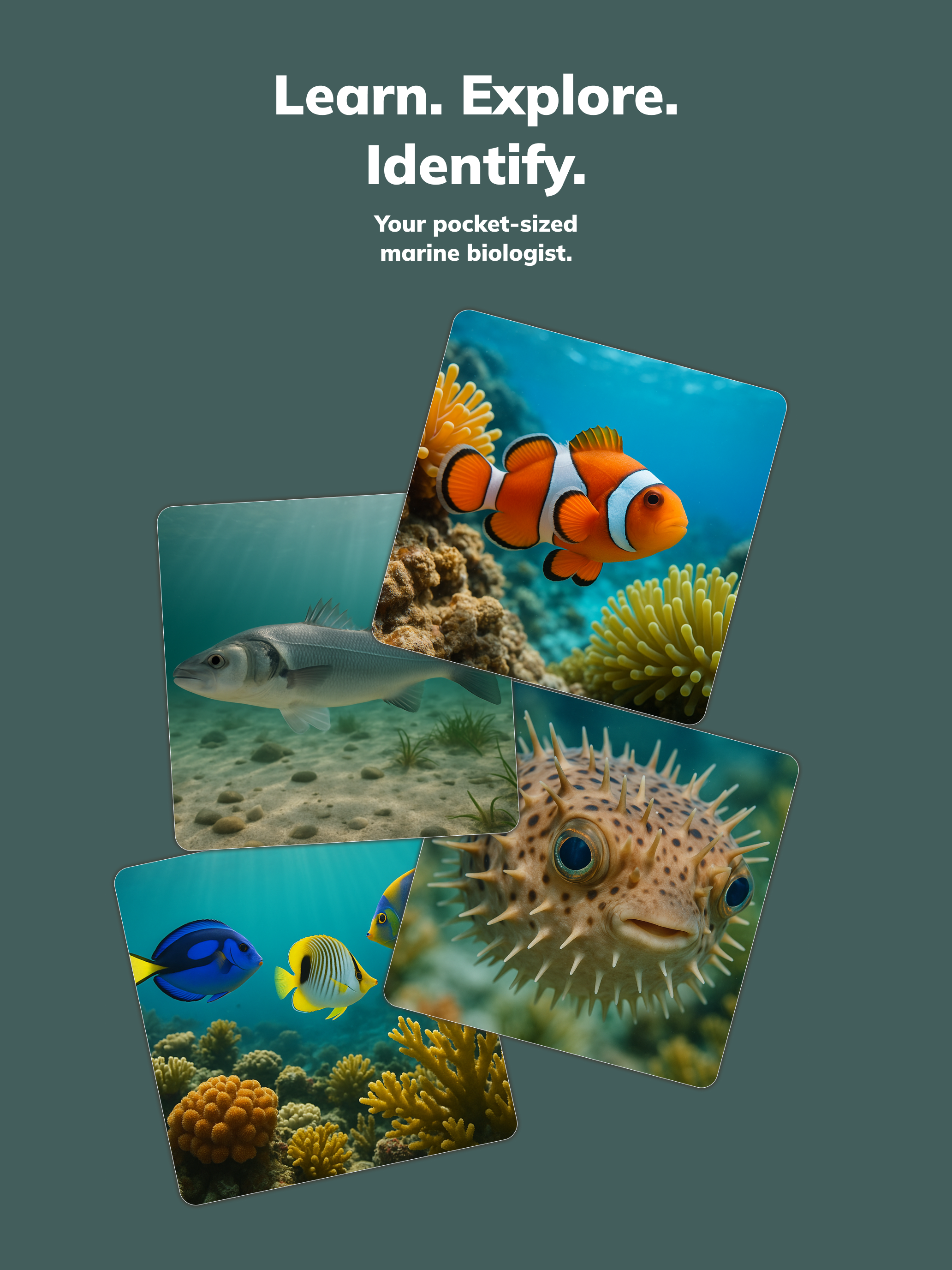 Fishy: Fish Identifier