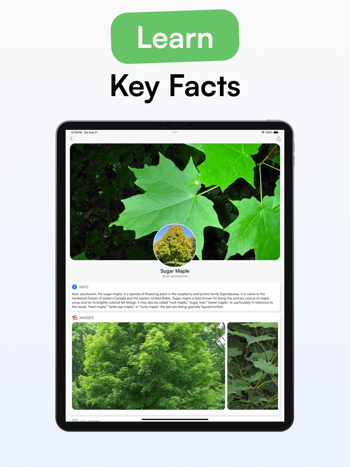 TreeID - Tree Identifier