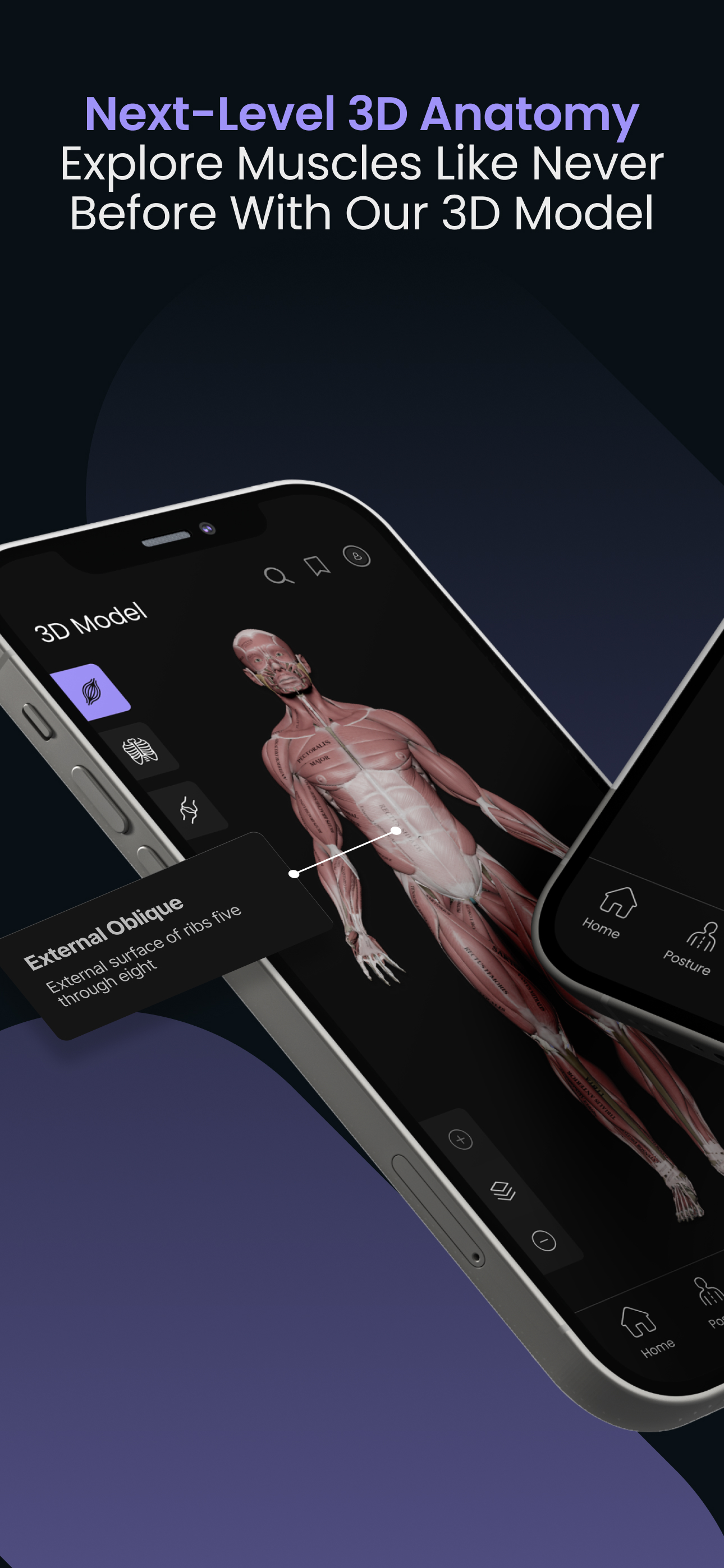 Muscle & Motion: Posture