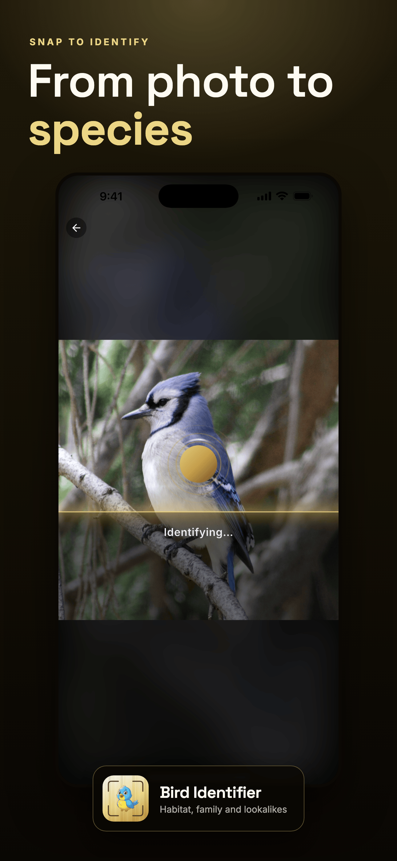 Bird Identifier: Species ID screenshot 6