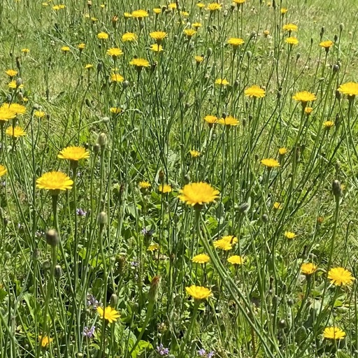 Dandelion Starter