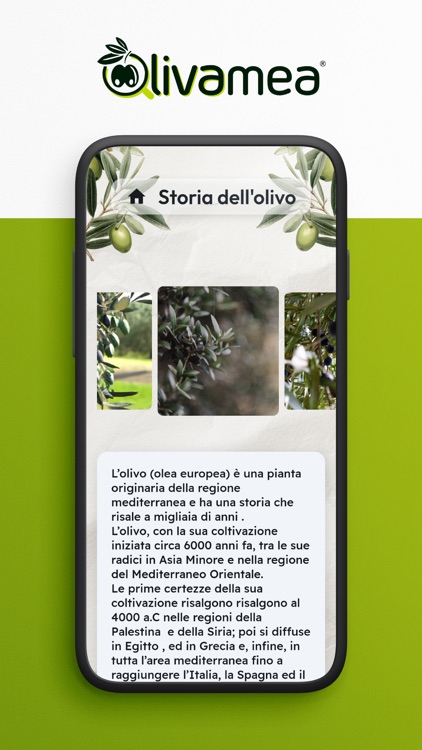 Oliva mea