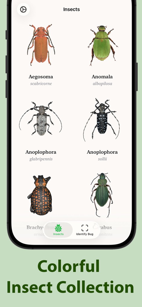 Insecta - Bug Identifier - App de Referencia | MWM