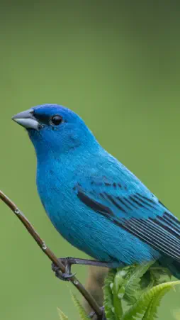 Audubon Bird Guide screenshot 2