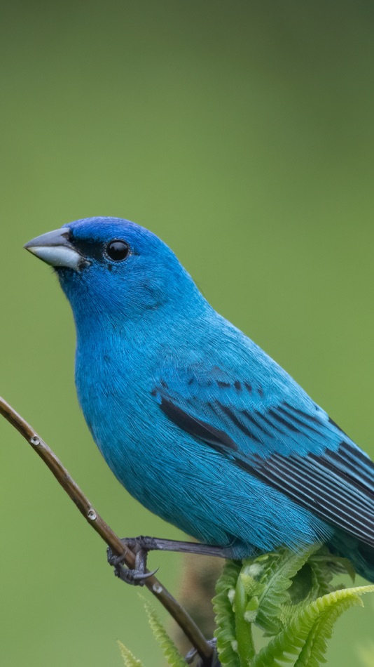 #2. Audubon Bird Guide (iOS) Podle: National Audubon Society