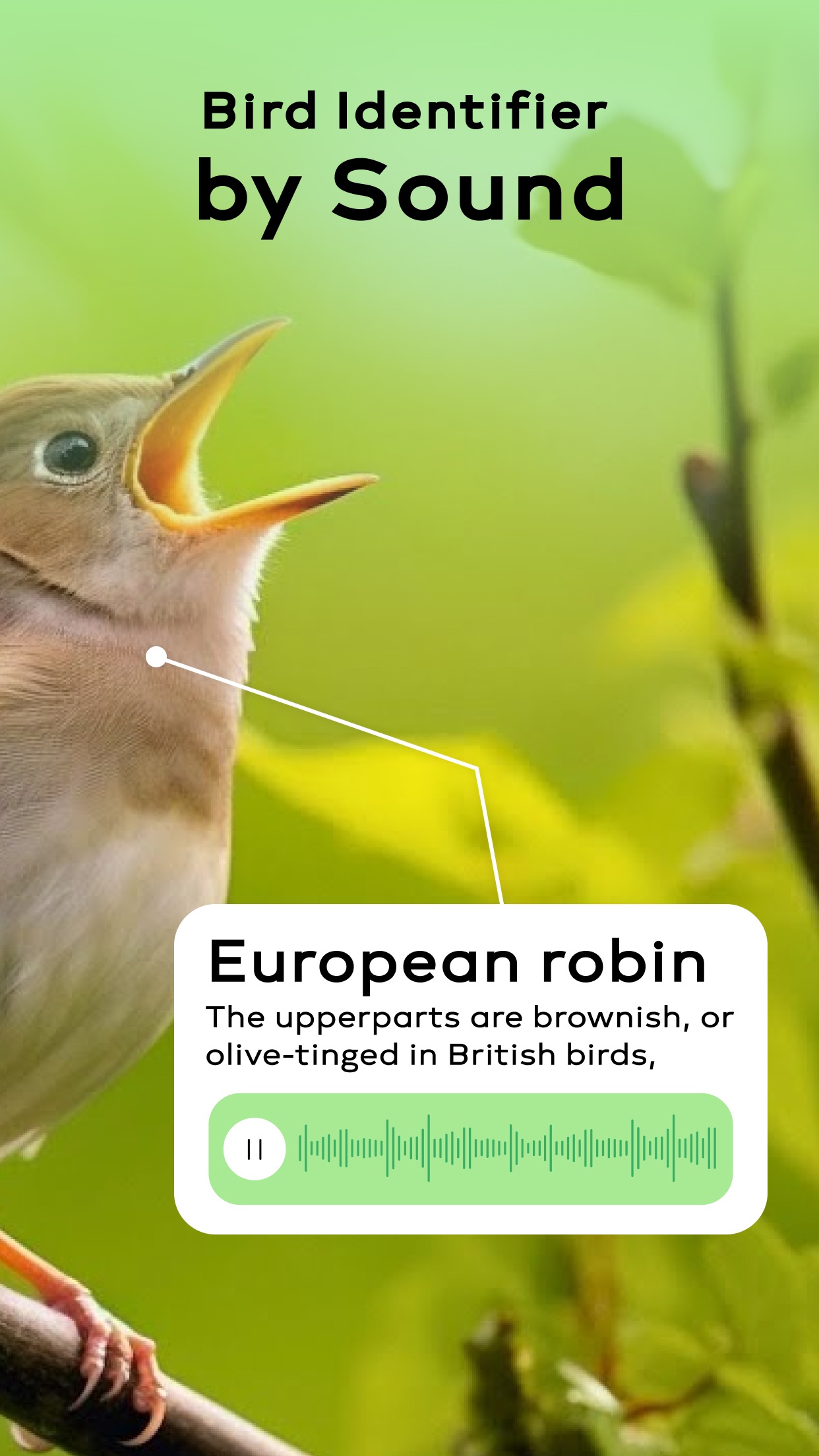 Bird Sounds Identifier Call ID screenshot 2