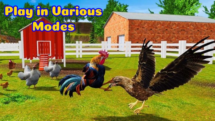 Rooster Battle-Chicken Fight