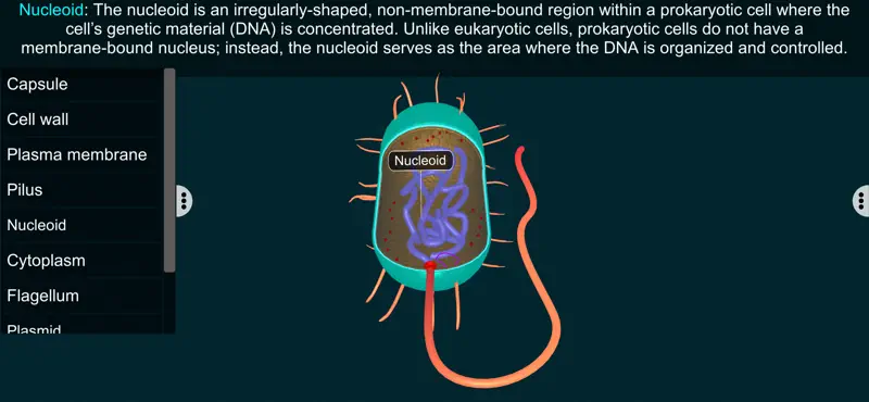 Prokaryotic Cell - EduTech Era screenshot 2 of 4