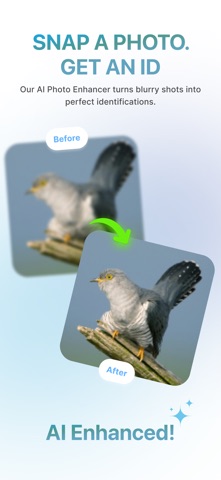 BirdBrain: Bird Identifier screenshot