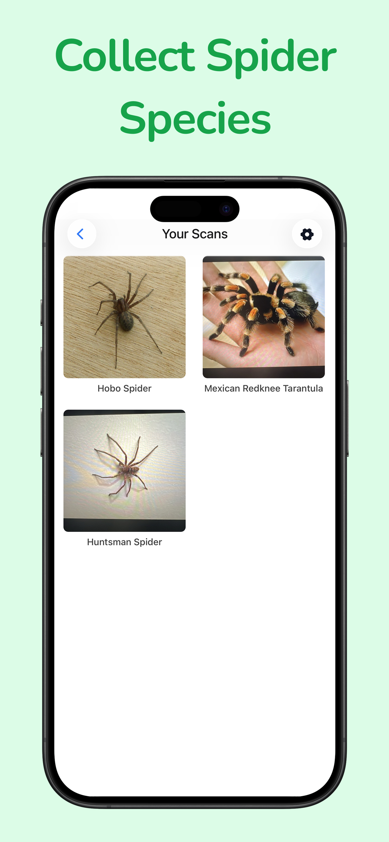 Spider Identifier: Arachnid ID