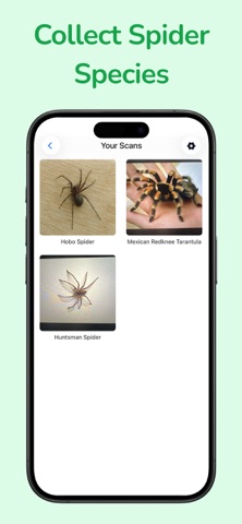 Spider Identifier: Arachnid ID iPhone screenshot
