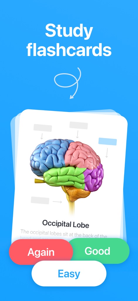Cogni: Flashcards Learning - La tarjeta muestra una ilustración anatómica detallada del cerebro, identificando específicamente el lóbulo occipital. Los usuarios pueden interactuar con las opciones de evaluación "Again", "Good" y "Easy" para personalizar su ruta de aprendizaje.