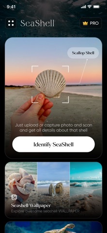 Sea Shell Identifier : Shelify screenshot