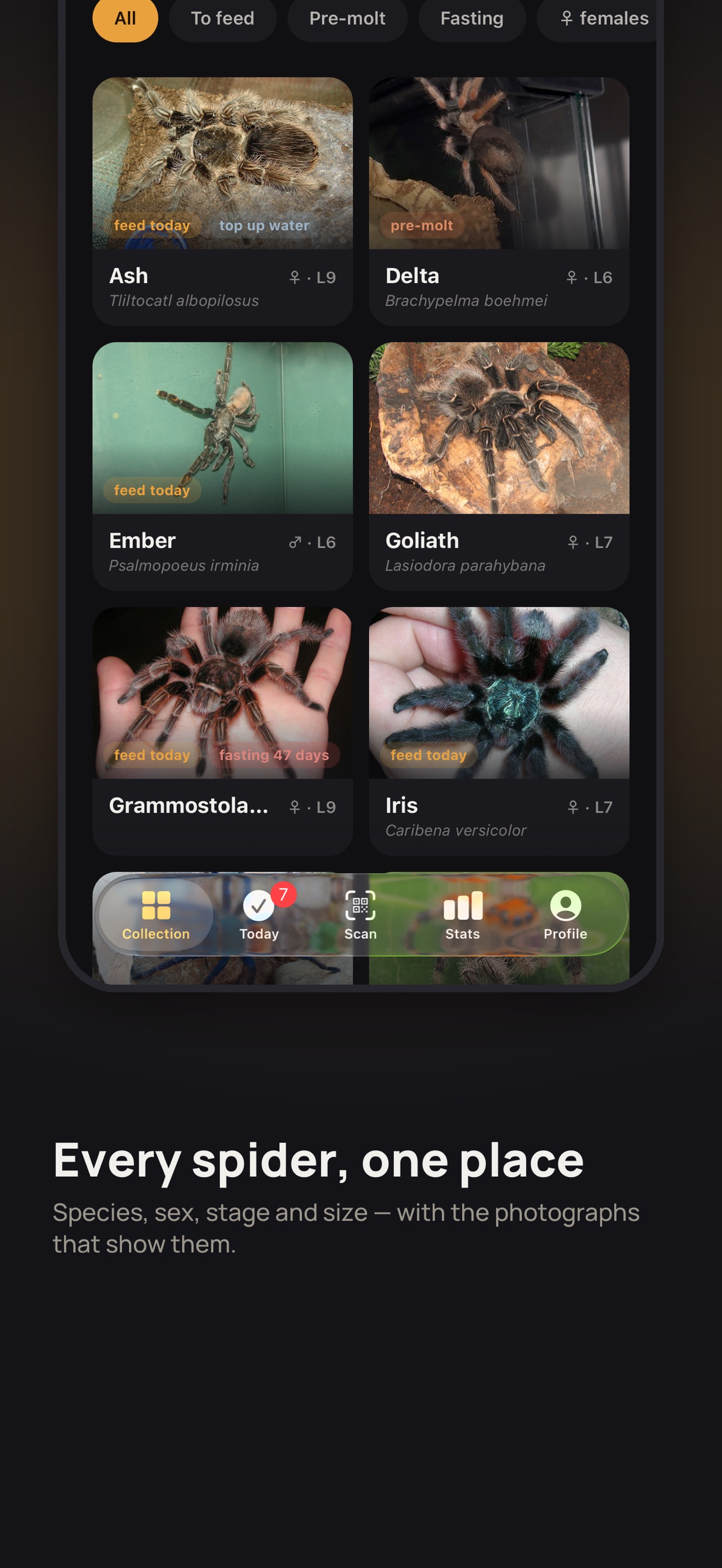 Screenshot 2 of Exuvia: Tarantula & Spider