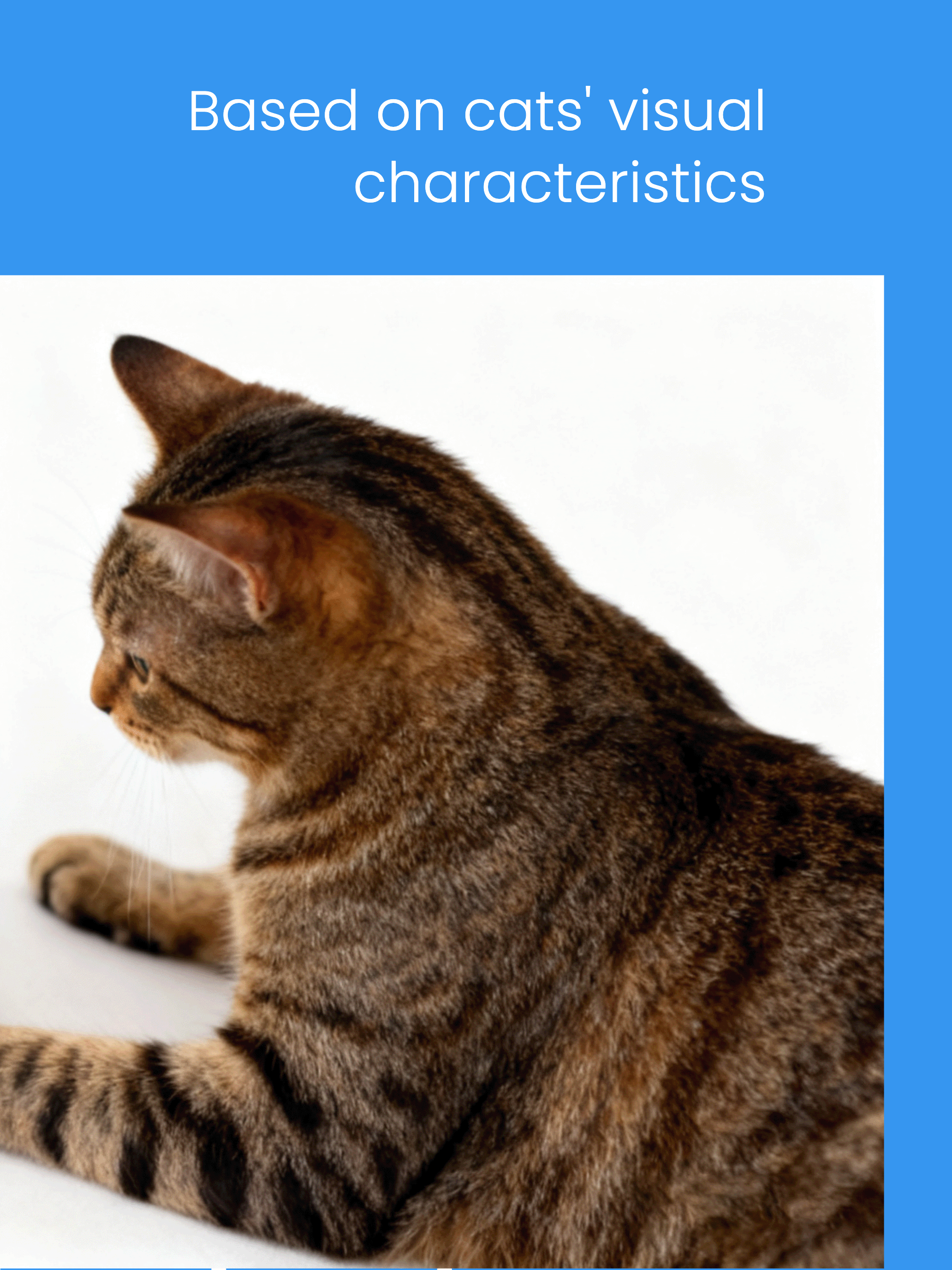 Cat Playground Pro screenshot 6