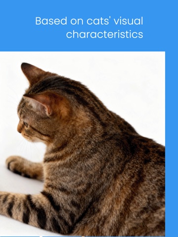 Cat Playground Pro iPad screenshot