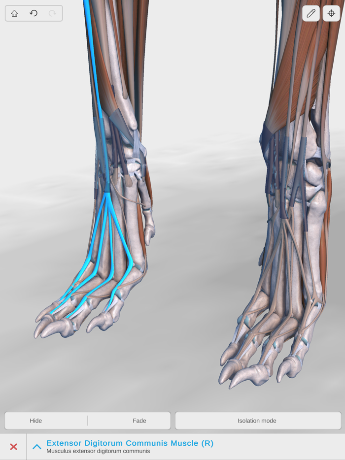 Complete Canine Anatomy 3D