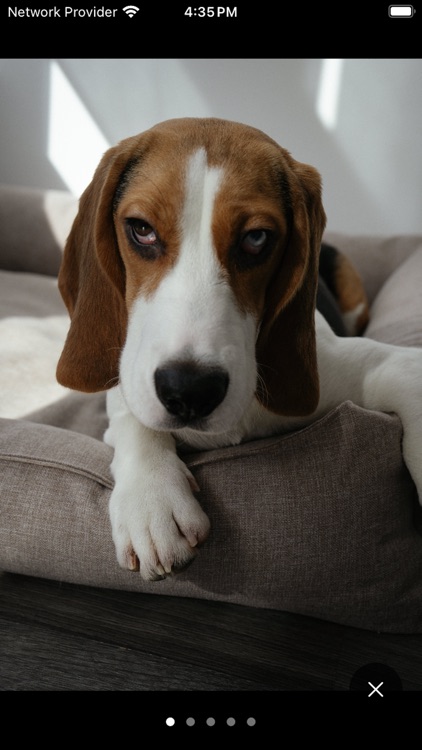 PawPedia-Dog Encyclopedia screenshot-3